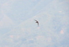 Streptoprocne rutila