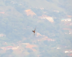 Streptoprocne rutila