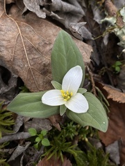 Trillium nivale