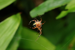 Araneus workmani