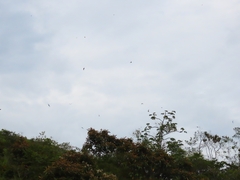 Streptoprocne zonaris