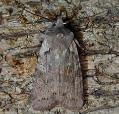 Lithophane antennata