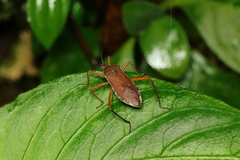 Nyttum beckeri