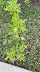 Schinus terebinthifolia