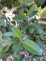 Lagunaria