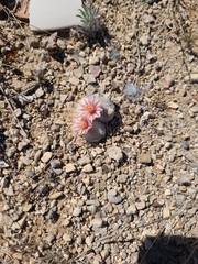 Mammillaria lasiacantha