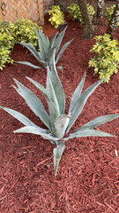 Agave tequilana