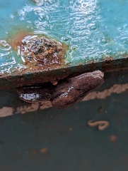 Parmacochlea balios