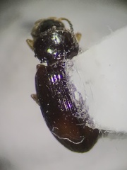 Elaphropus