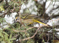 Gubernatrix cristata