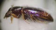 Elaphropus