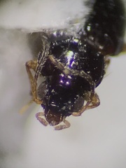Elaphropus