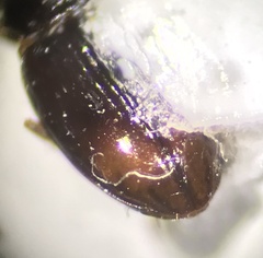 Elaphropus