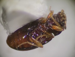 Elaphropus