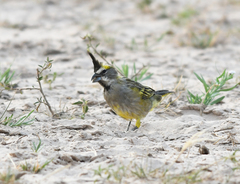 Gubernatrix cristata