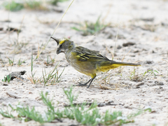 Gubernatrix cristata