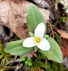 Trillium nivale