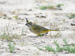 Gubernatrix cristata