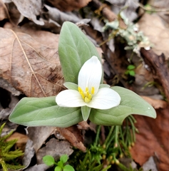 Trillium nivale