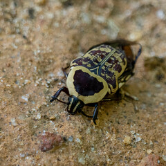 Euryomia argentea