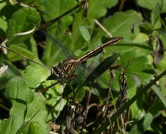 Phanogomphus minutus