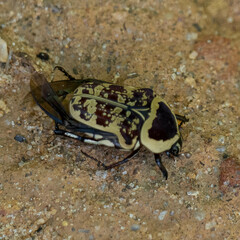 Euryomia argentea
