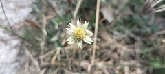 Tridax