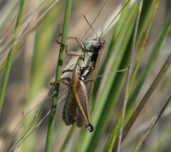 Paroxya atlantica