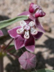 Asclepias eastwoodiana