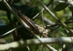 Schistocerca serialis cubense