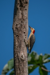 Melanerpes