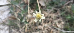Tridax