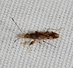 Neopamera albocincta