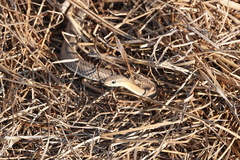 Psammophis mossambicus