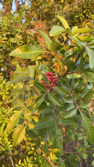 Schinus terebinthifolia