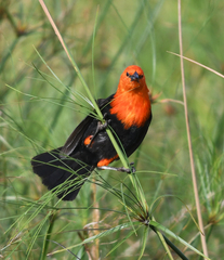 Amblyramphus holosericeus