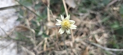 Tridax