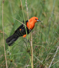 Amblyramphus holosericeus