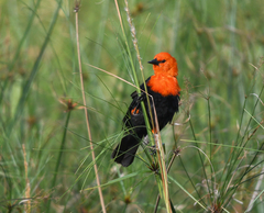 Amblyramphus holosericeus