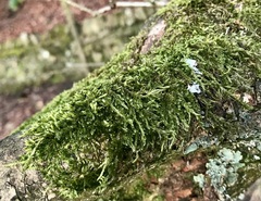 Cryphaea heteromalla