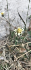 Tridax