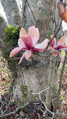 Magnolia macrophylla