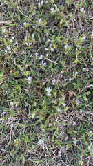 Richardia grandiflora