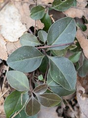Polygaloides paucifolia