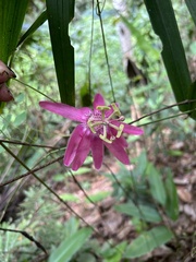 Passiflora eggersii