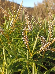 Veronica parviflora