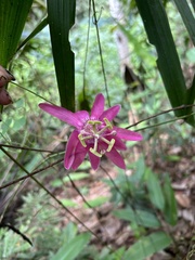 Passiflora eggersii
