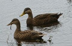 Anas platyrhynchos × fulvigula