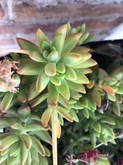 Sedum adolphi