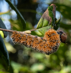 Acronicta hastulifera